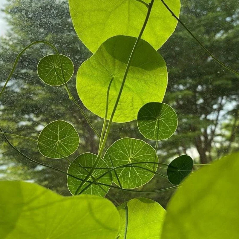 Stephania Erecta Plant (Pack of 2)