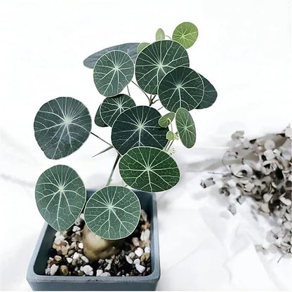 Stephania Erecta Plant (Pack of 2)