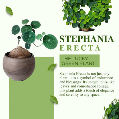 Stephania Erecta Plant (Pack of 2)
